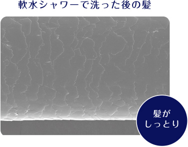 軟水シャワーで洗った後の髪：髪がしっとり